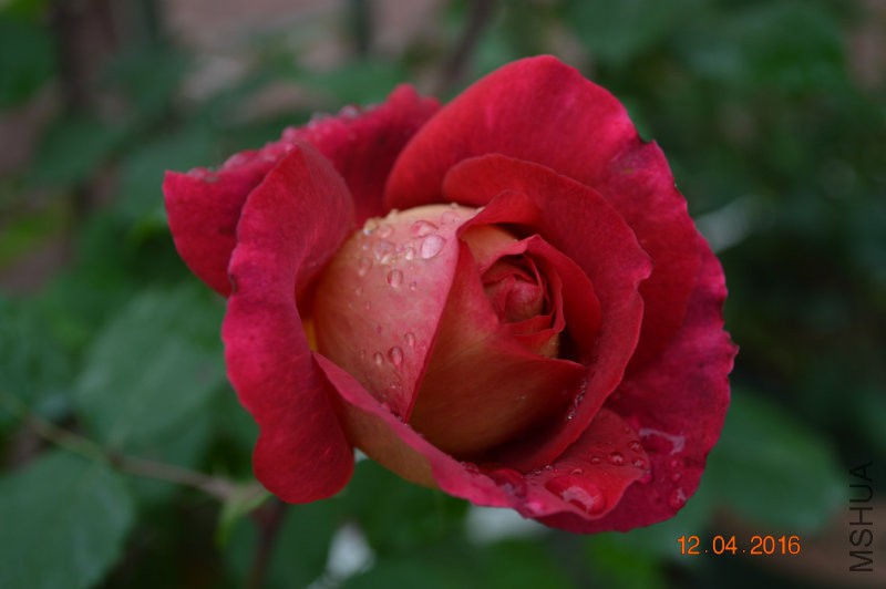 DSC_0060.JPG