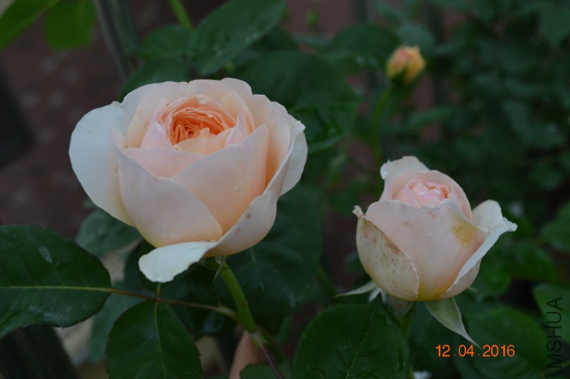 DSC_0058.JPG