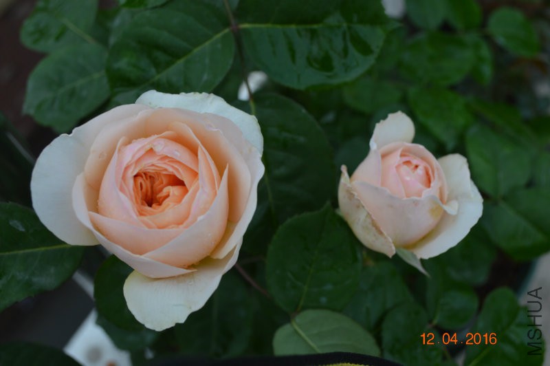 DSC_0059.JPG