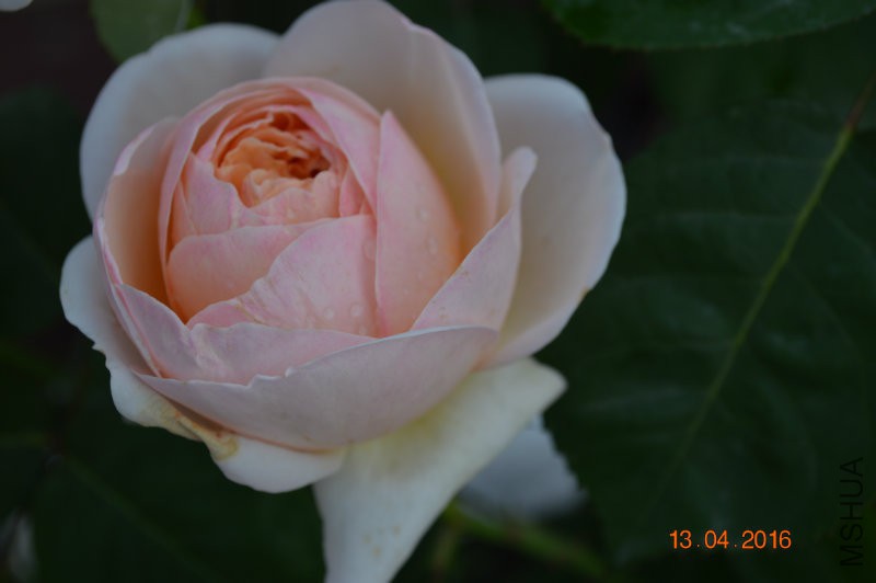 DSC_0097.JPG