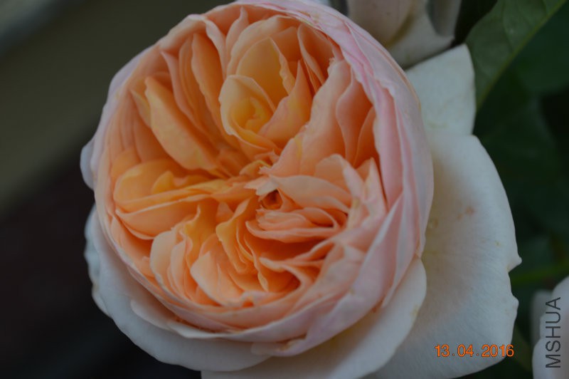 DSC_0098.JPG