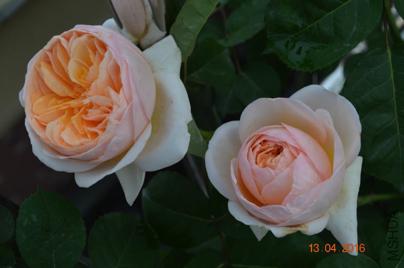 DSC_0099.JPG