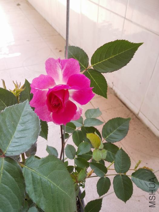 IMG_20160413_123505.jpg