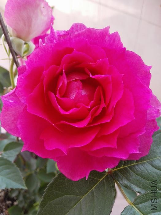 IMG_20160413_123556.jpg