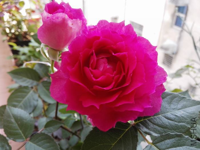 IMG_20160413_123743.jpg