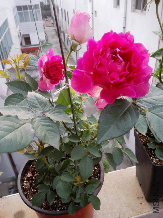 IMG_20160414_060659.jpg