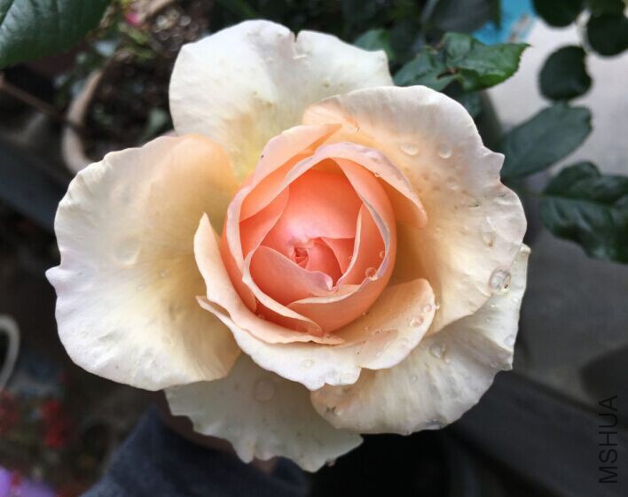 QQͼƬ20160414093528.jpg