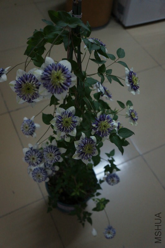 DSC02248.JPG