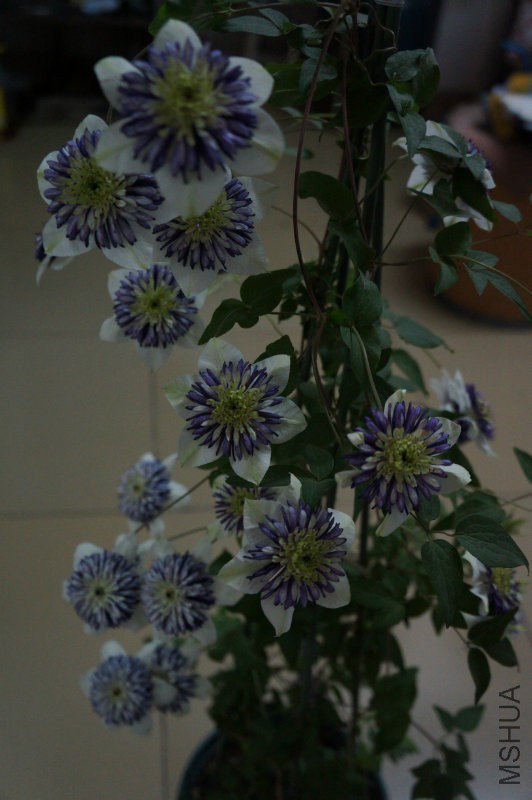 DSC02251.JPG