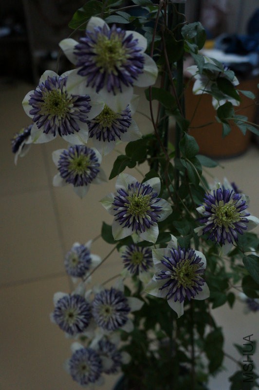 DSC02252.JPG