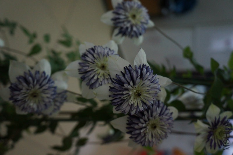 DSC02255.JPG