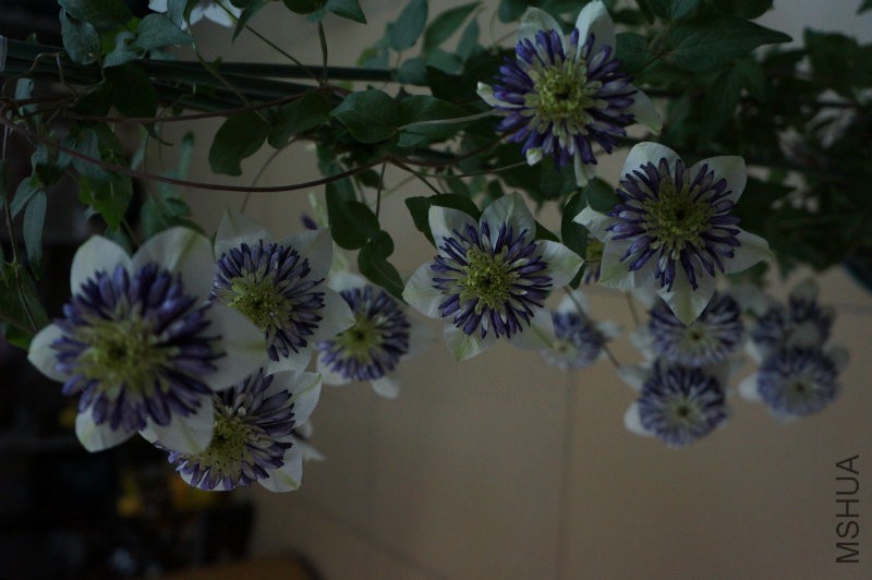 DSC02260.JPG