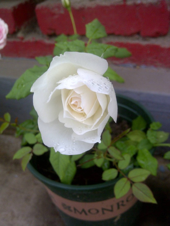 IMG-20150904-00887.jpg