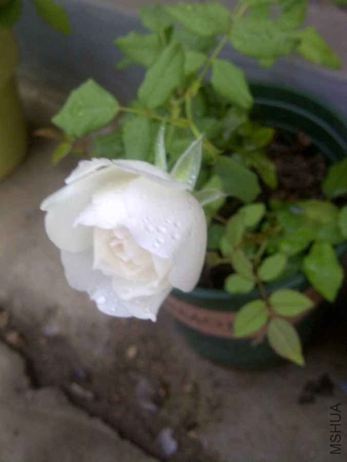 IMG-20150904-00888.jpg
