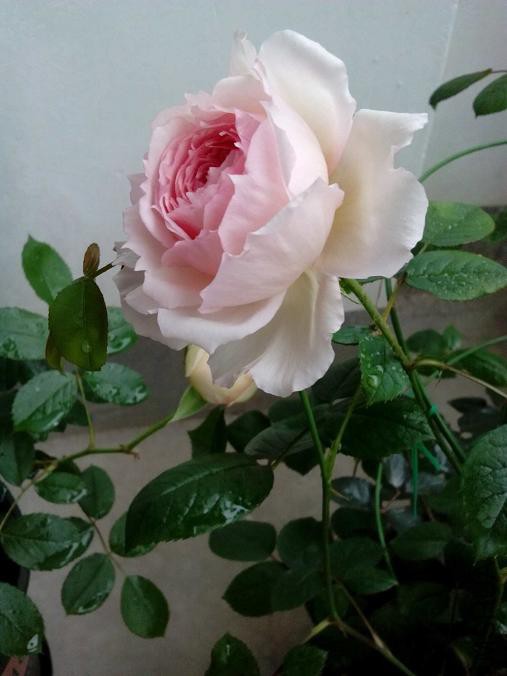 QQͼƬ20160414145434.jpg
