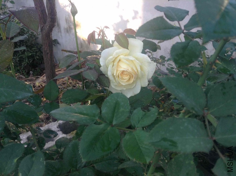 2014-11-03 074616.jpg