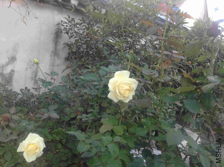 2014-11-03 074805.jpg