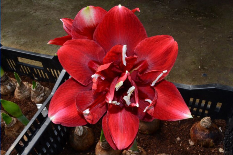 port wine ���Ѿ�.jpg