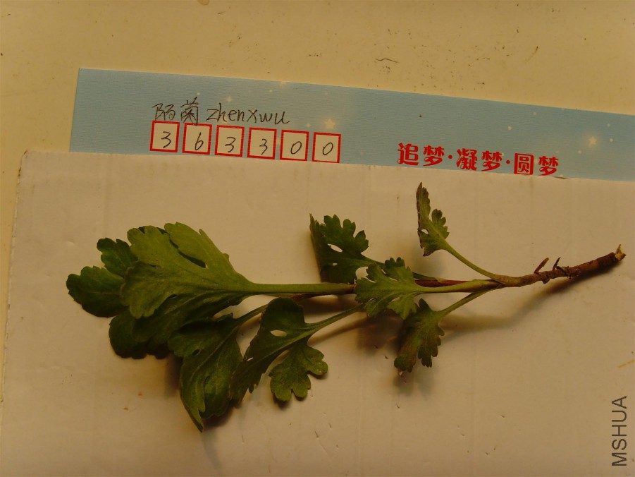 SNV30437.JPG