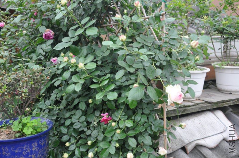 DSC_0405.JPG