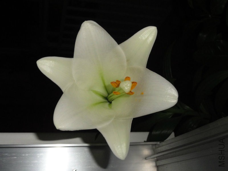 DSC02352.JPG