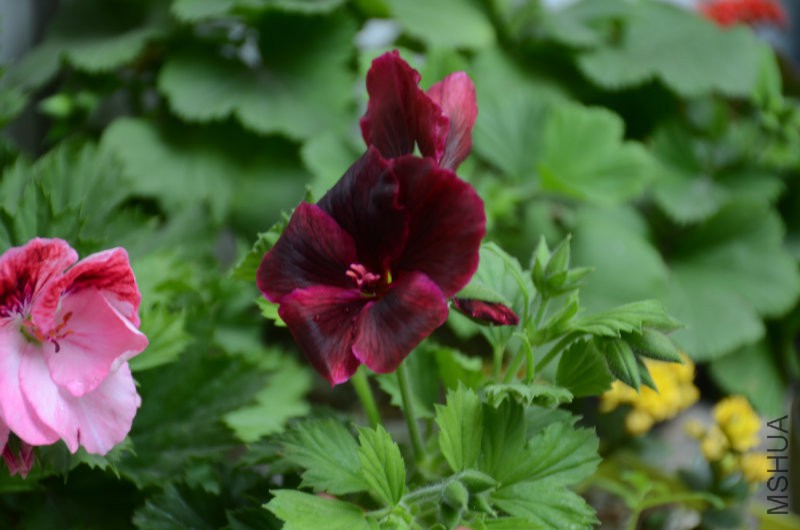 DSC_3342.JPG