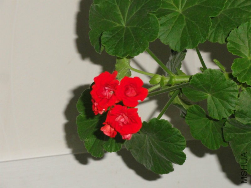 DSC02188.JPG