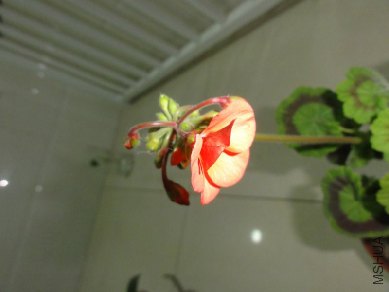 DSC02192.JPG