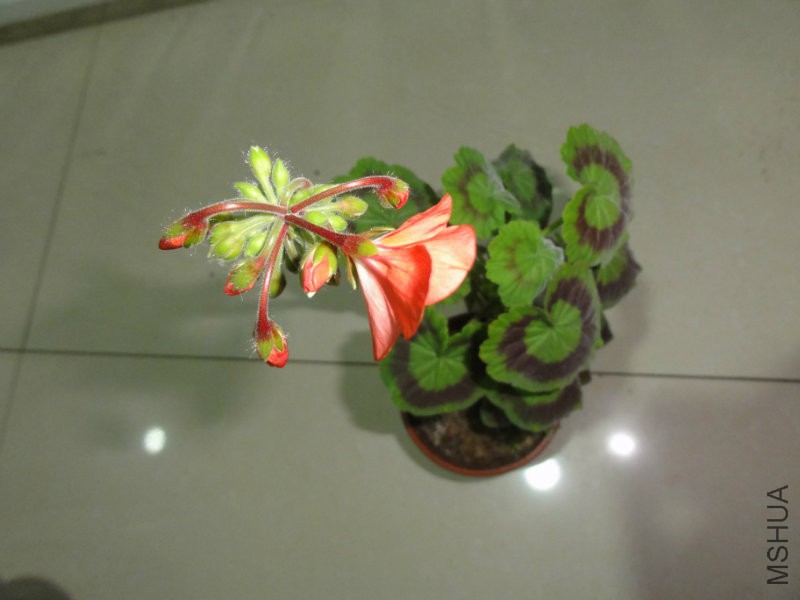 DSC02193.JPG