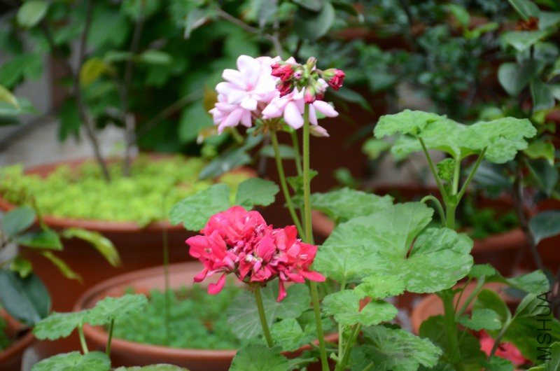 DSC_3416.JPG