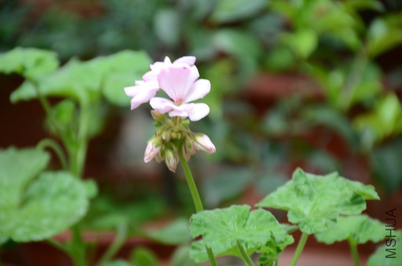 DSC_3417.JPG