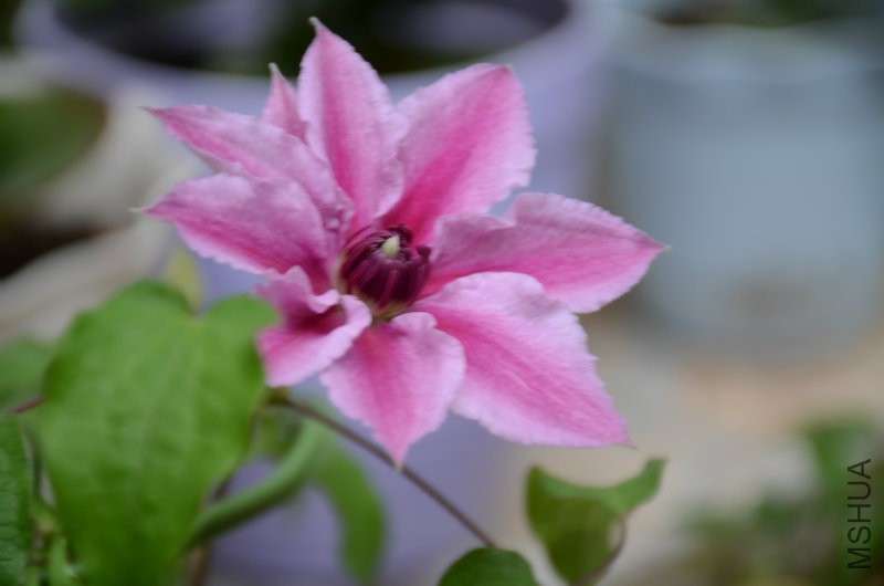 DSC_3321.JPG