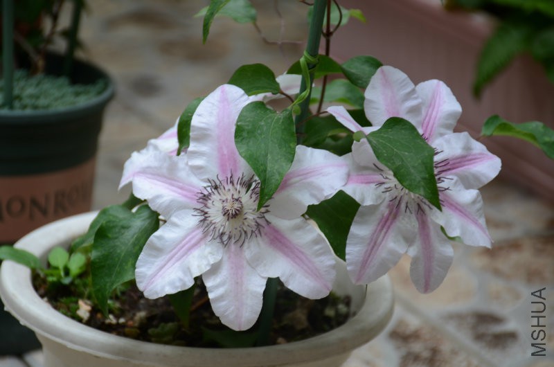 DSC_3328.JPG
