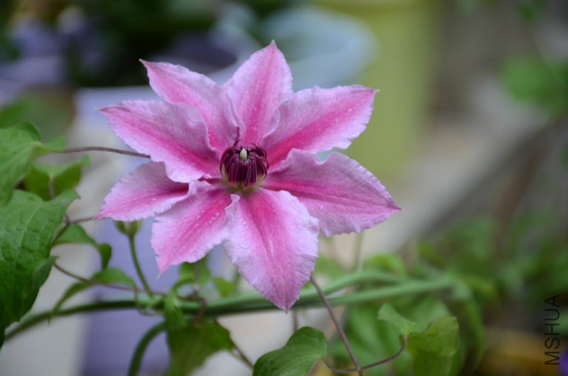 DSC_3350.JPG