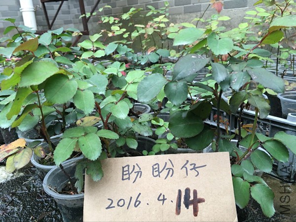 QQͼƬ20160414191319.jpg