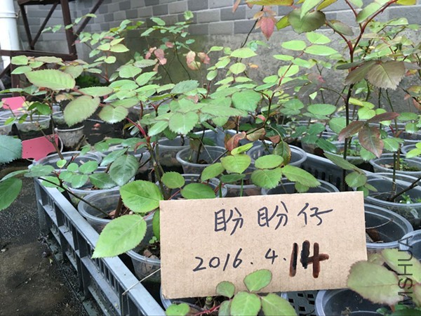 QQͼƬ20160414191325.jpg