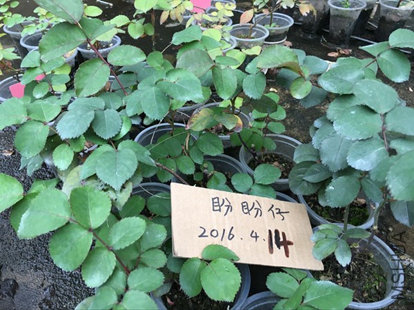 QQͼƬ20160414191330.jpg
