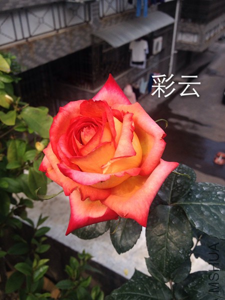 IMG_1720.JPG