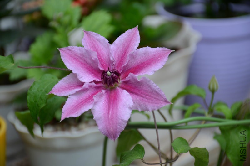 DSC_3356.JPG