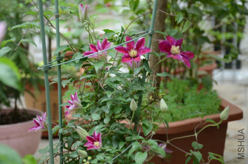 DSC_3372.JPG