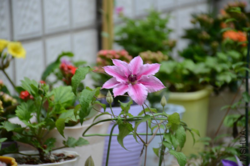 DSC_3393.JPG