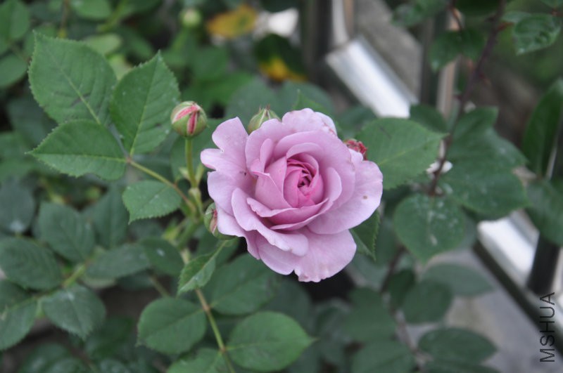 DSC_0396.JPG