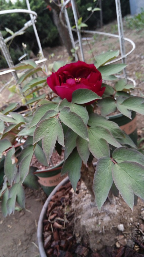 IMAG0432.jpg