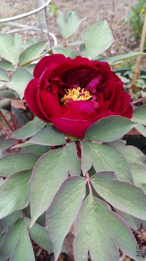 IMAG0430.jpg
