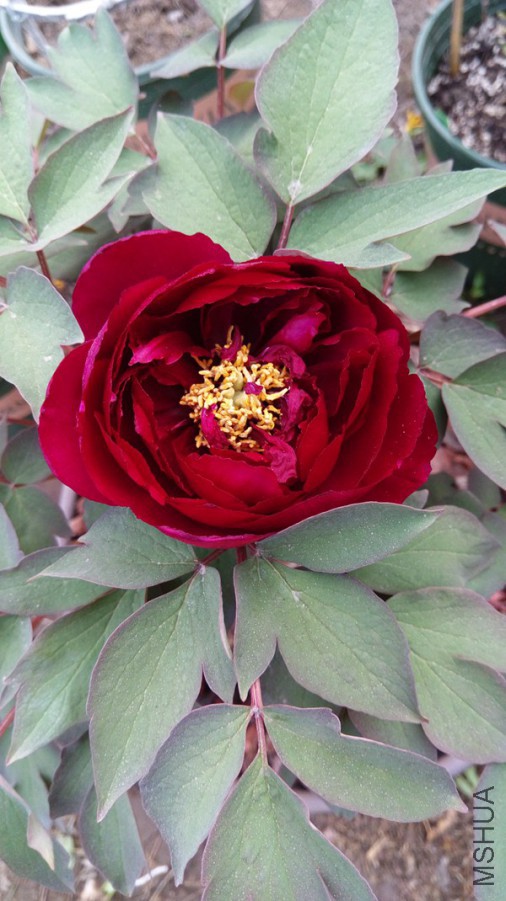 IMAG0431.jpg