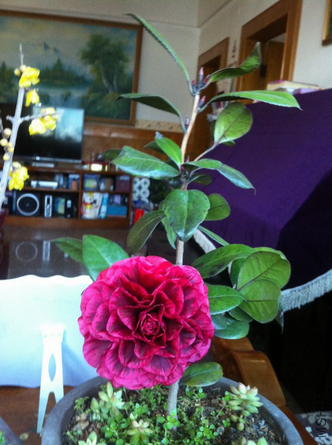 �ڱ��� (116).JPG