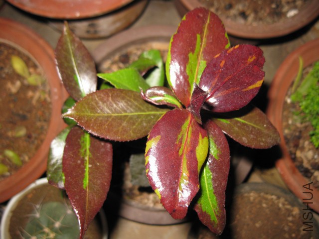 �ڱ��� (93).JPG