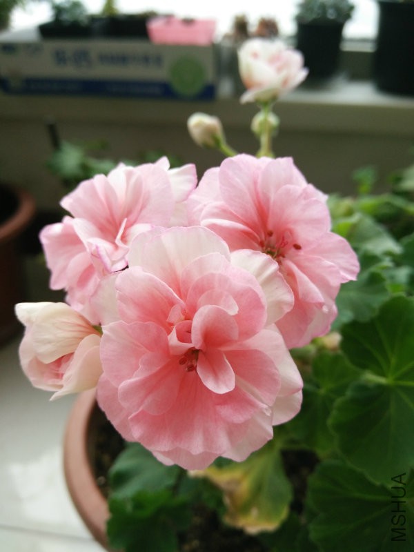 IMG20160401075417.jpg