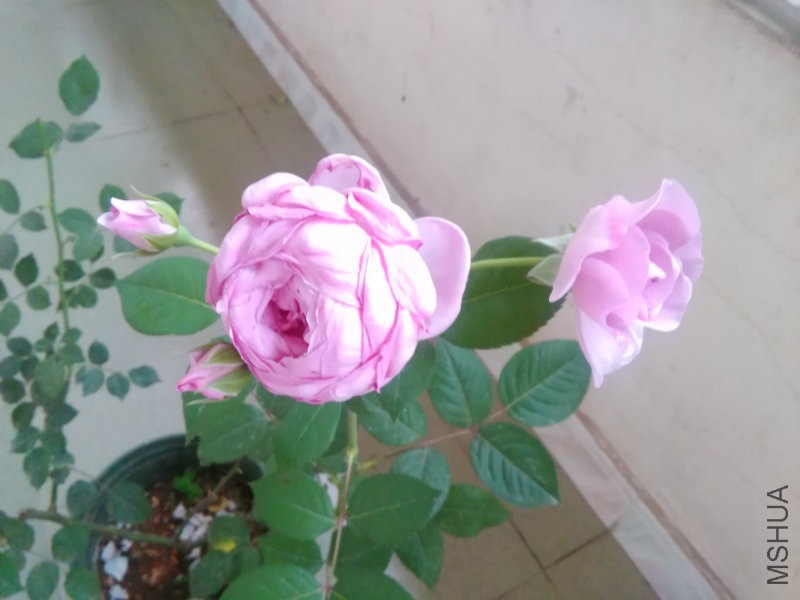 IMG_20160414_182539.jpg