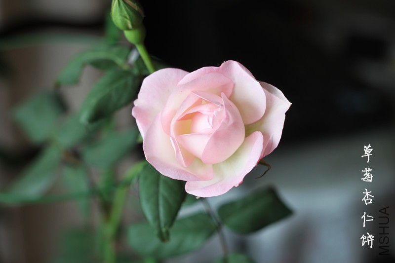��ݮ1.jpg